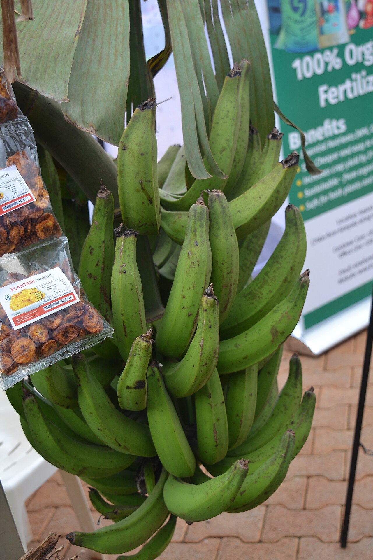 Plantain Bunch